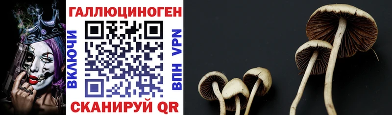 Купить закладки  Тутаев  Галлюциногенные грибы Psilocybine cubensis 